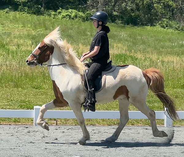 character-icelandic-horse