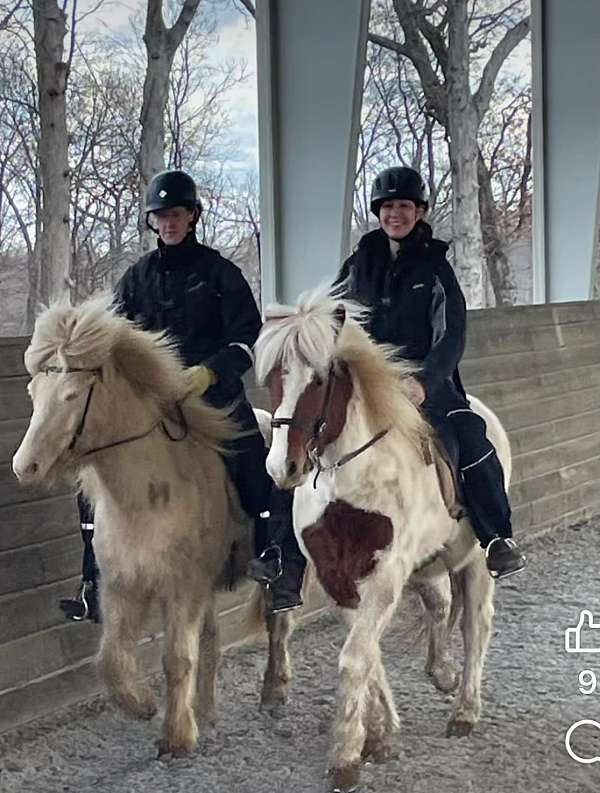 clinics-icelandic-horse