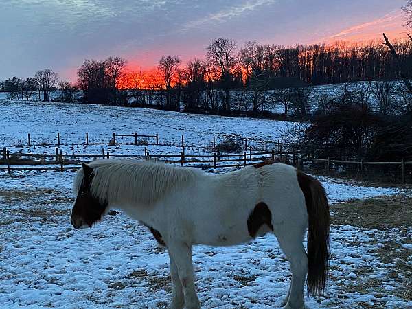 college-icelandic-horse