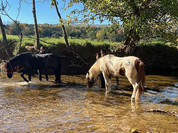 daughter-icelandic-horse