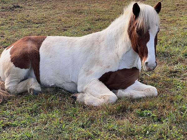 easy-loader-icelandic-horse