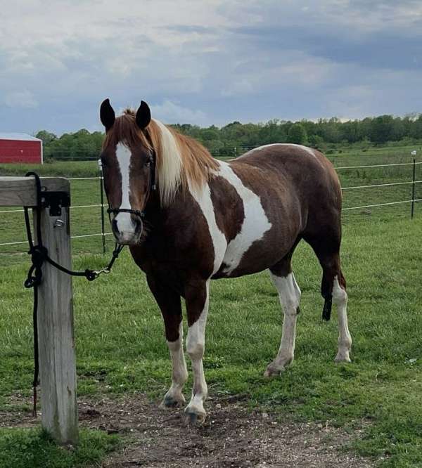 spotted-spotted-saddle-gelding-foal