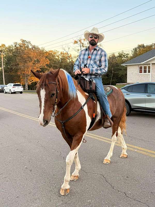 spotted-saddle-horse-for-sale