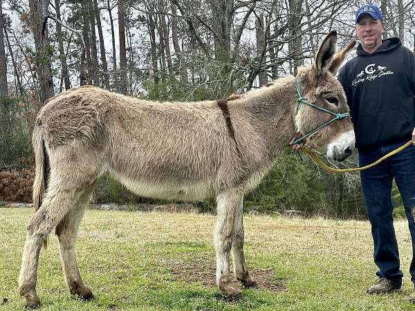 companion-halter-donkey-spotted-horse