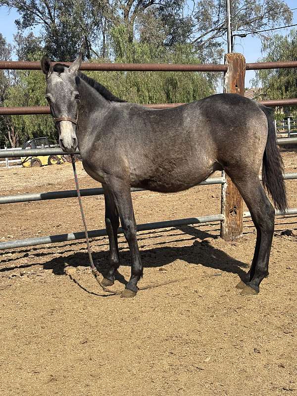 andalusian-horse-for-sale