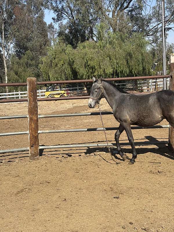 andalusian-horse