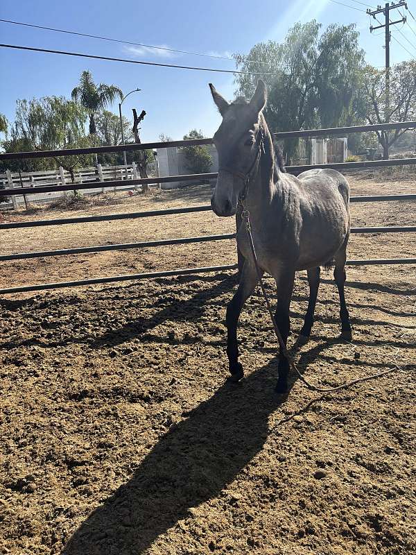 breeding-andalusian-horse