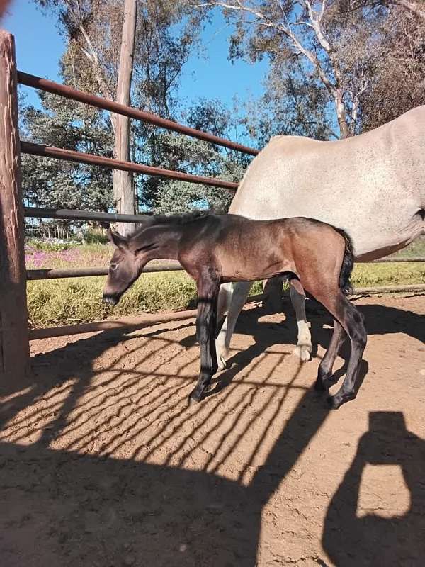 import-andalusian-horse