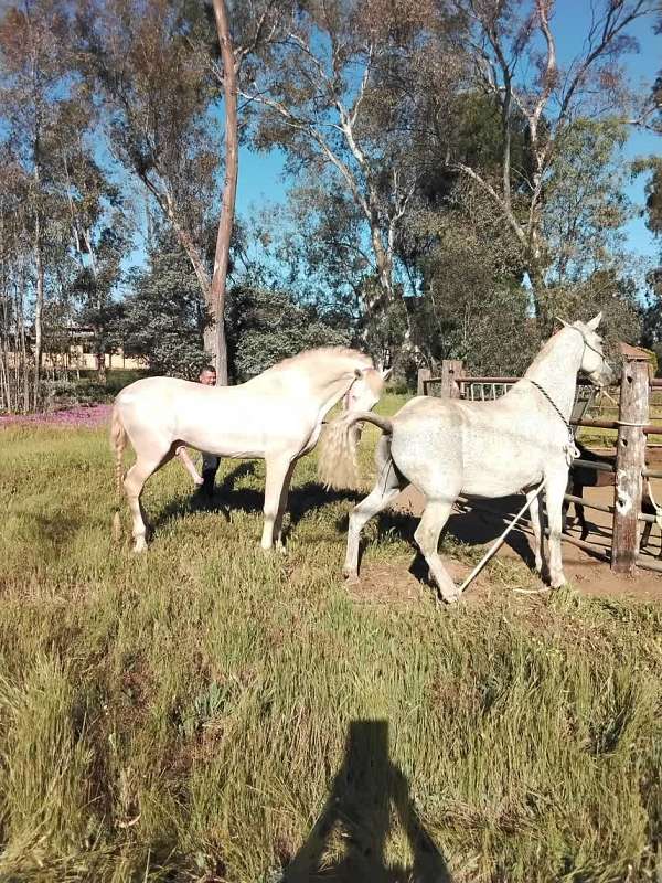 show-andalusian-horse