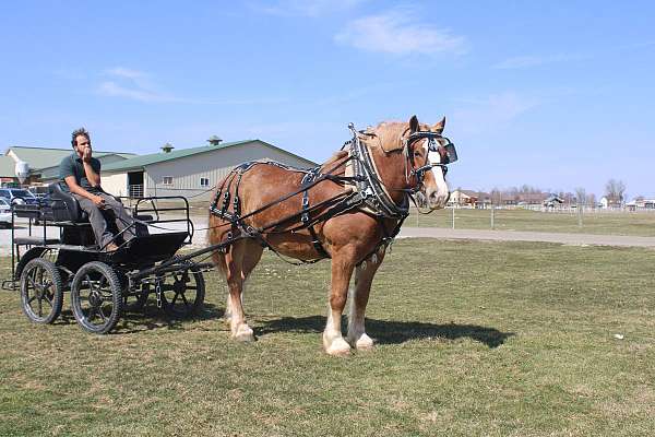 husband-safe-draft-horse