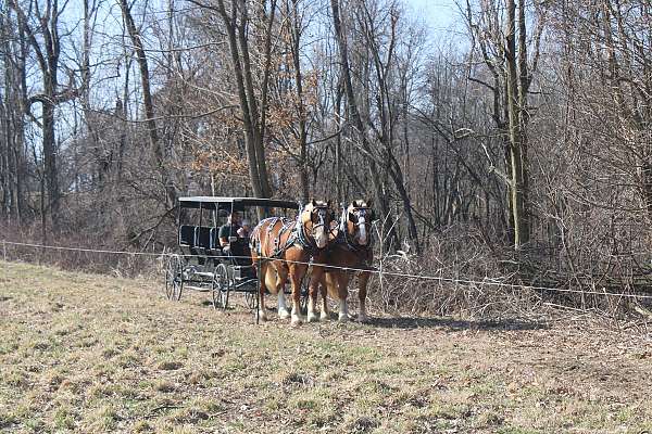 driving-draft-horse