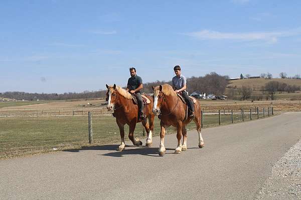 parade-draft-horse