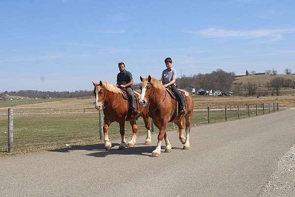 pleasure-driving-draft-horse