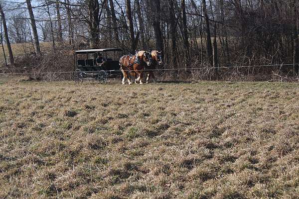 all-around-draft-horse