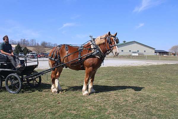 kid-safe-draft-horse