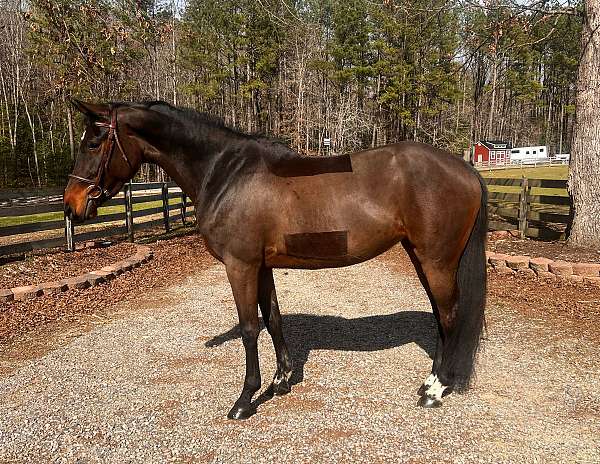 equitation-dutch-warmblood-horse