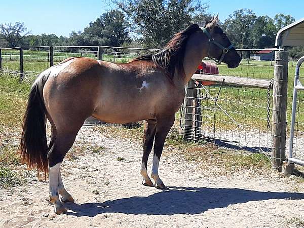 tobiano-horse