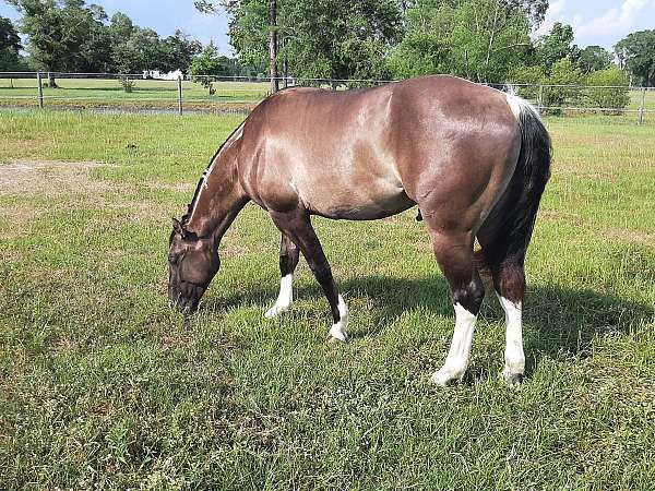 grulla-tobiano-horse