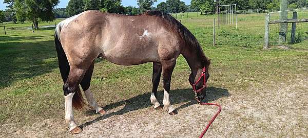 barrel-paint-horse