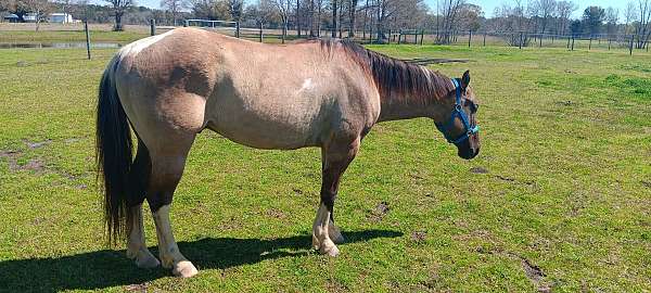 ranch-paint-horse