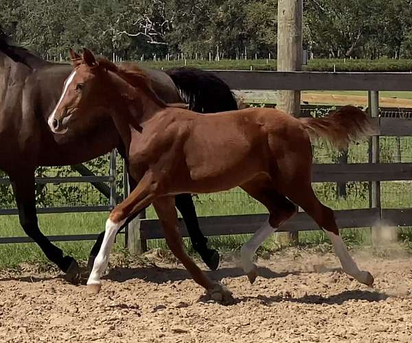 ahs-hanoverian-filly