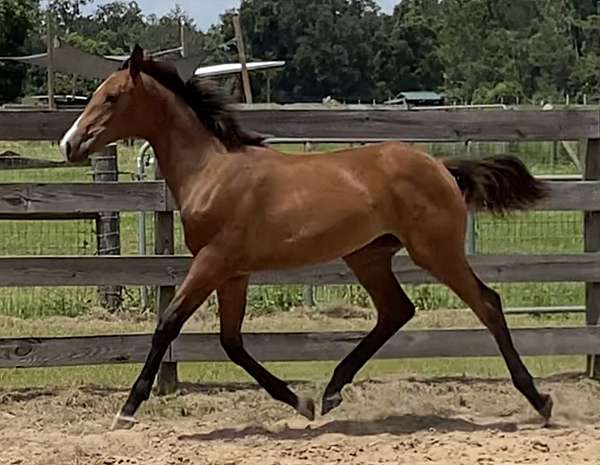 dressage-hanoverian-horse