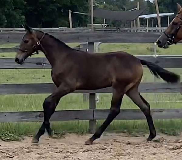 amateur-friendly-hanoverian-horse