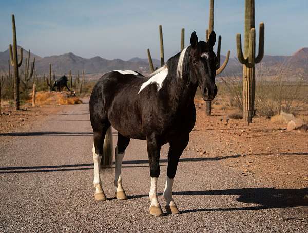 draft-horse-for-sale