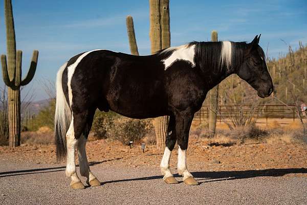 draft-horse