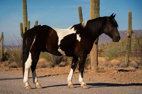 draft-pinto-horse