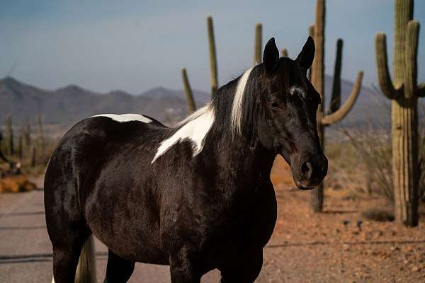 driving-draft-horse