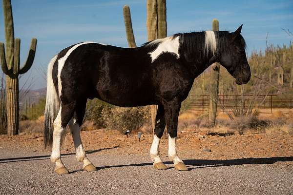 driving-pinto-horse