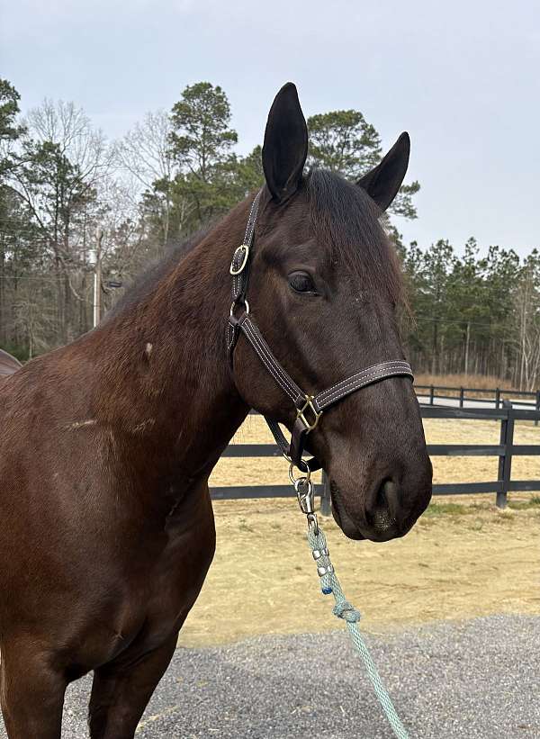 gait-draft-horse