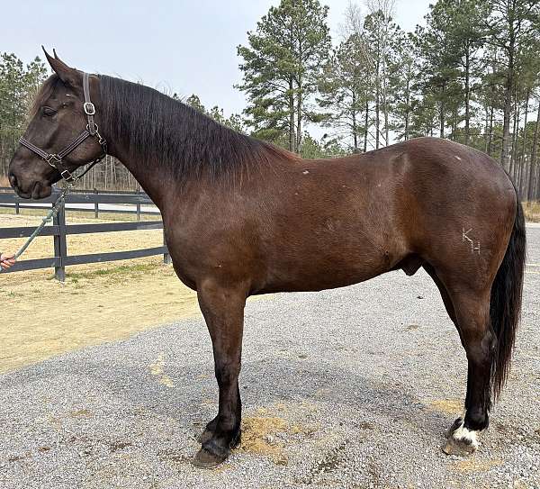 great-gait-draft-horse