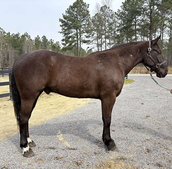 neck-draft-horse