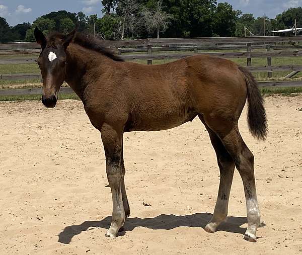 cross-hanoverian-horse