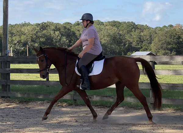 cross-hanoverian-horse