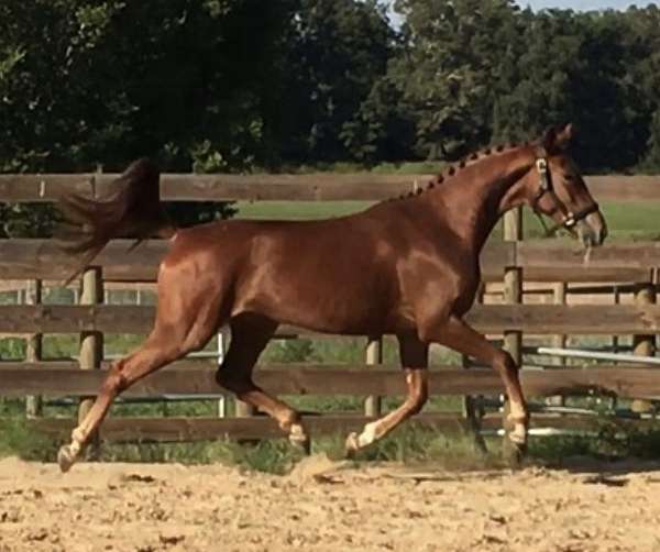 cross-hanoverian-horse