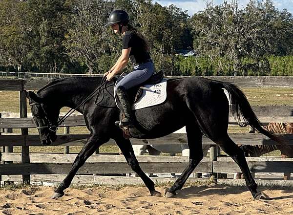 beautiful-filly-dutch-warmblood-horse