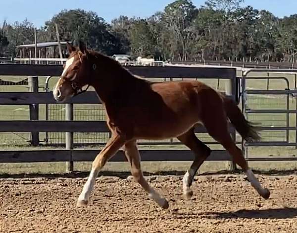 dressage-hanoverian-horse