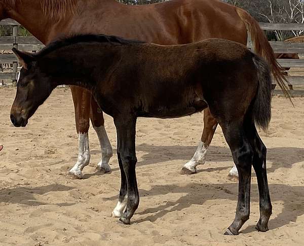 cross-hanoverian-horse