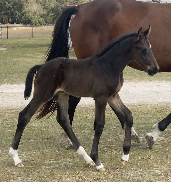 cross-hanoverian-horse