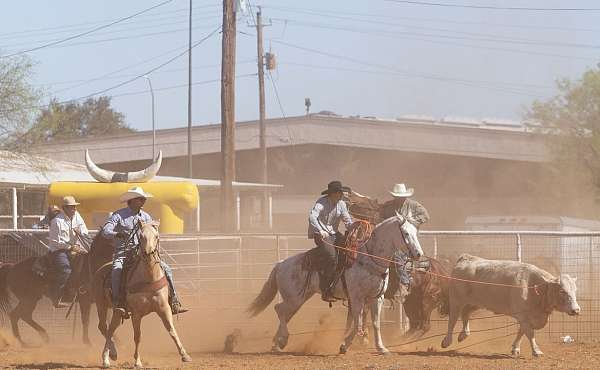 cattle-sorting-quarter-horse