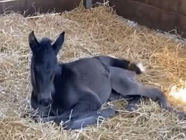 cross-andalusian-horse