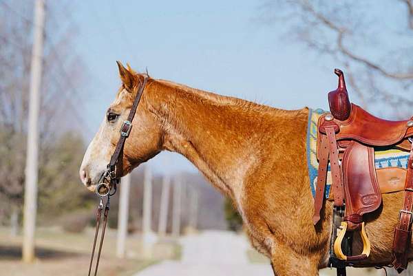 beginner-safe-quarter-horse