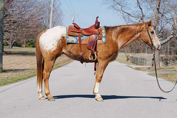 chestnut-blaze-horse