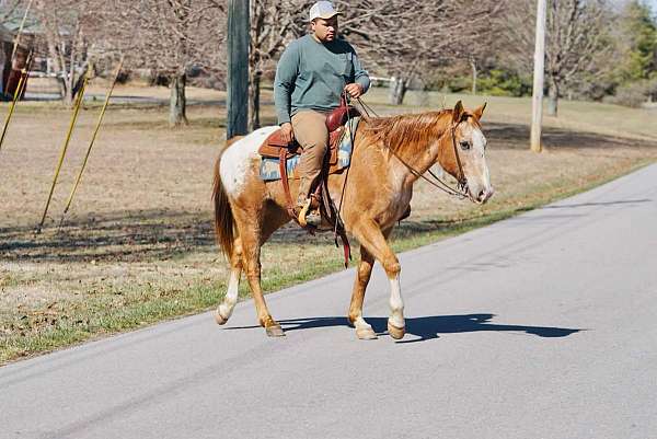 trail-quarter-horse