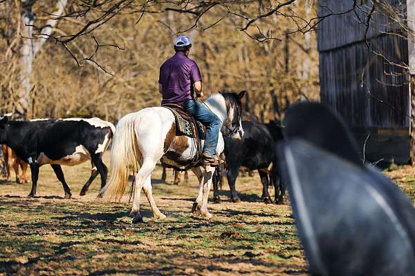 gaited-tennessee-walking-horse