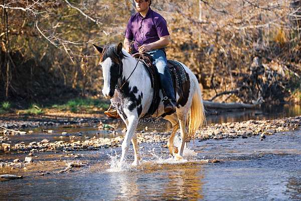 tennessee-walking-horse