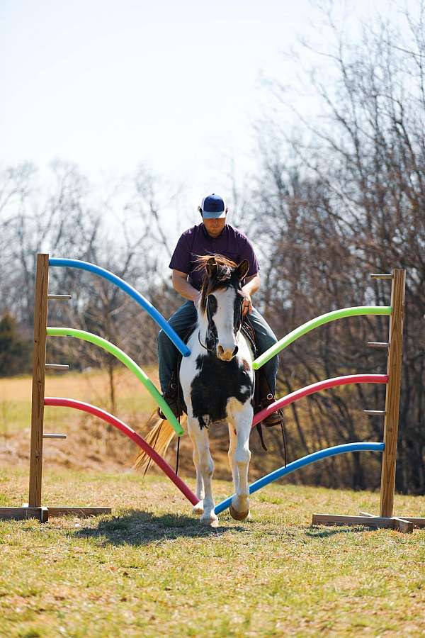 beginner-safe-tennessee-walking-horse